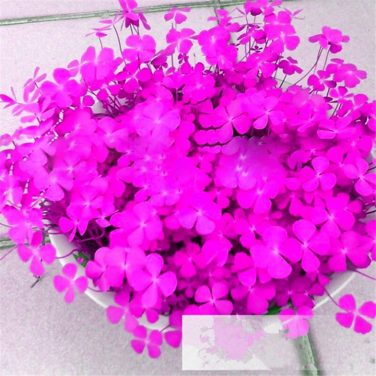 100 Pcs Four Leaf Clover Grass Flower Beautifying Blooming Seeds