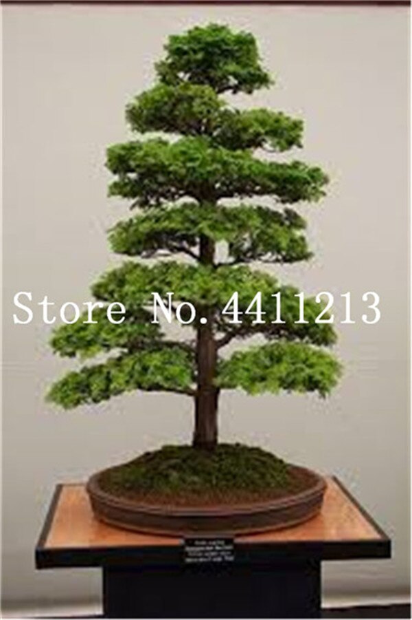 10 Mini Japanese Cedar Bonsai Tree Seeds