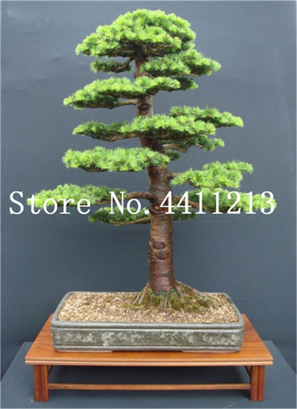 10 Mini Japanese Cedar Bonsai Tree Seeds