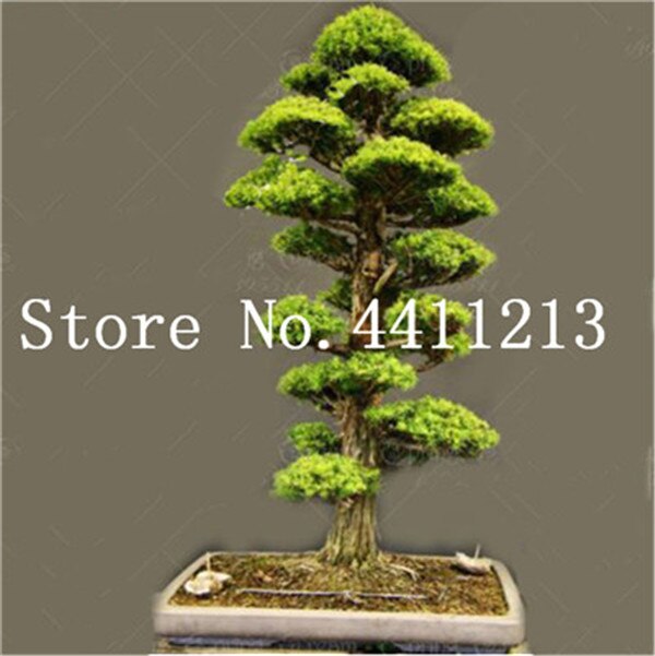 10 Mini Japanese Cedar Bonsai Tree Seeds