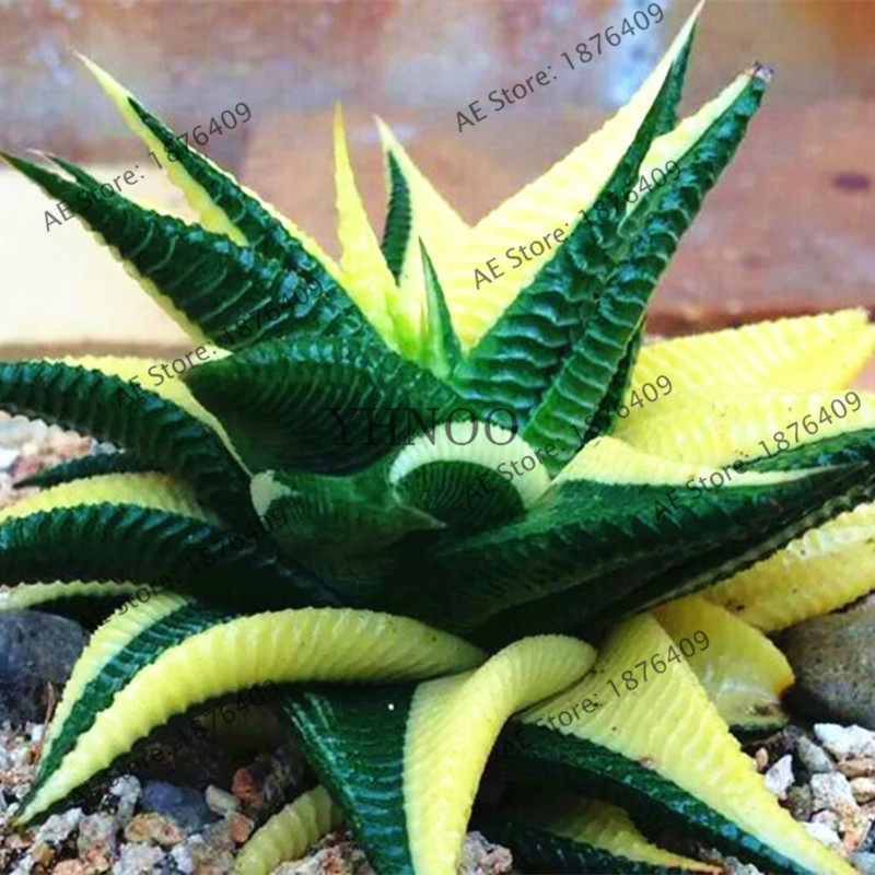 Succulents Aloe Vera Queen Seeds