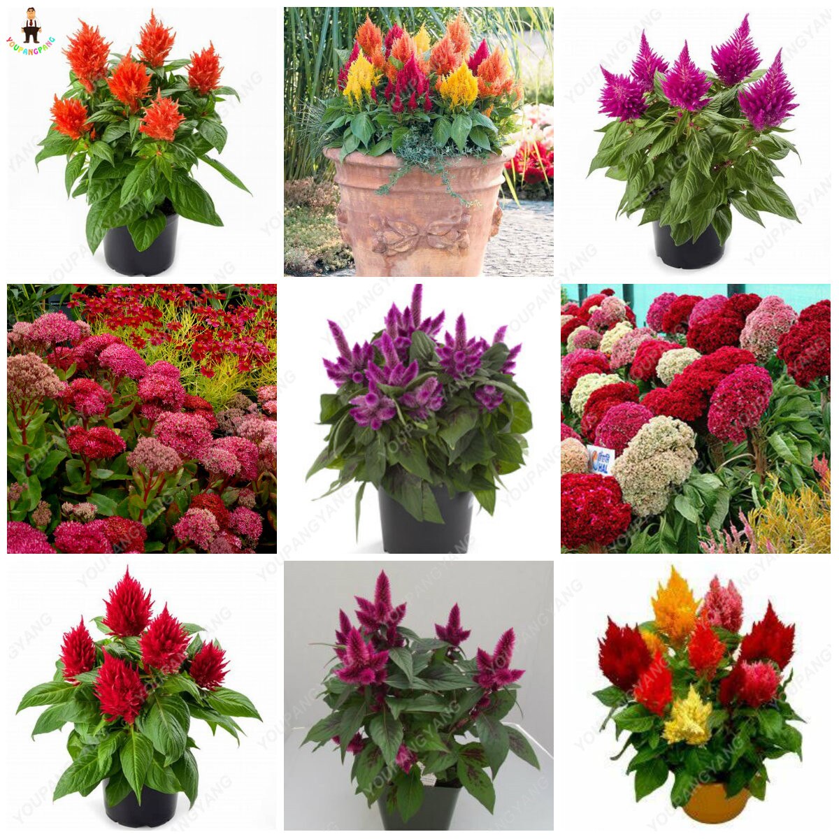 500pcs Cockscomb Seeds