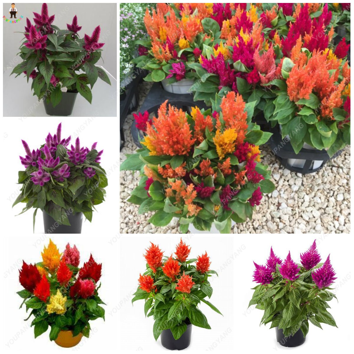 500pcs Cockscomb Seeds