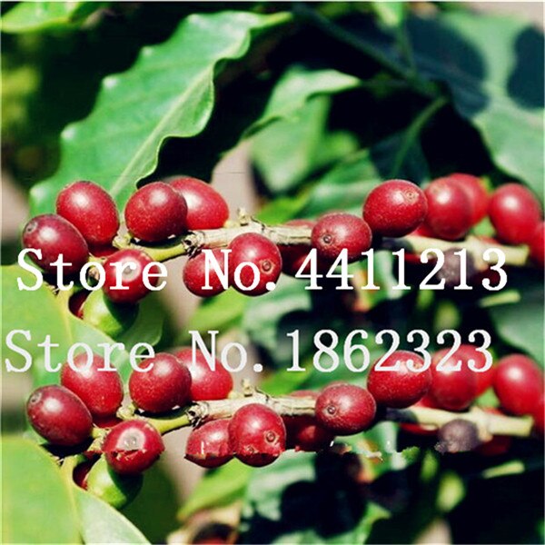 20 Pcs Coffee Beans Green Organic Seeds