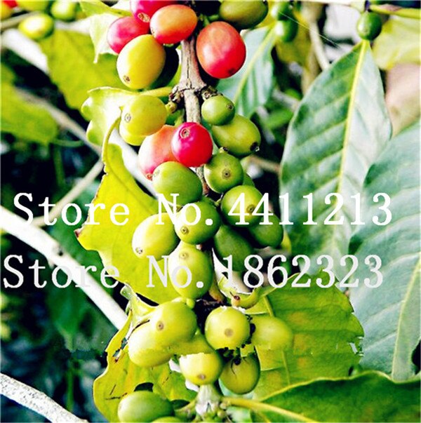 20 Pcs Coffee Beans Green Organic Seeds