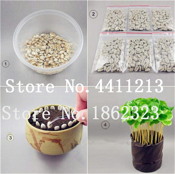 20 Pcs Coffee Beans Green Organic Seeds