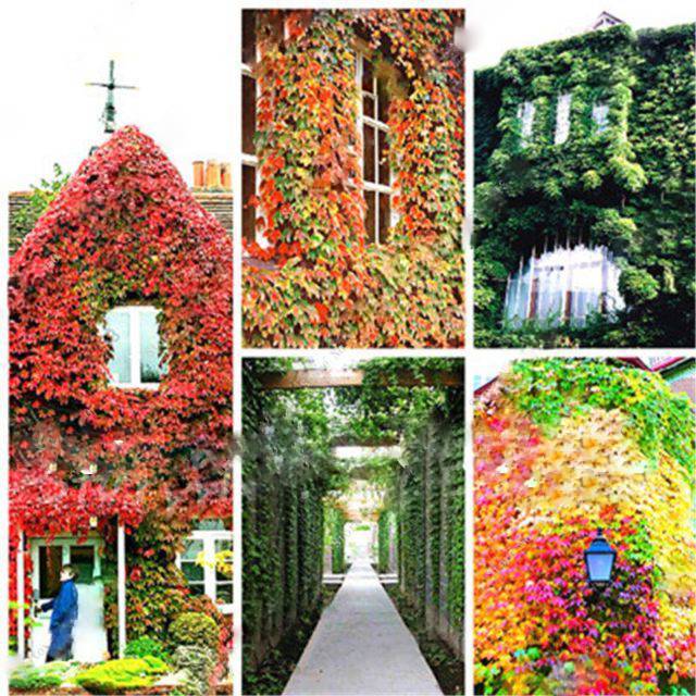 100 Pieces Crimson Ivy Climbing Seeds For Outdoor Landscaping And Vertical Green Walls - 1