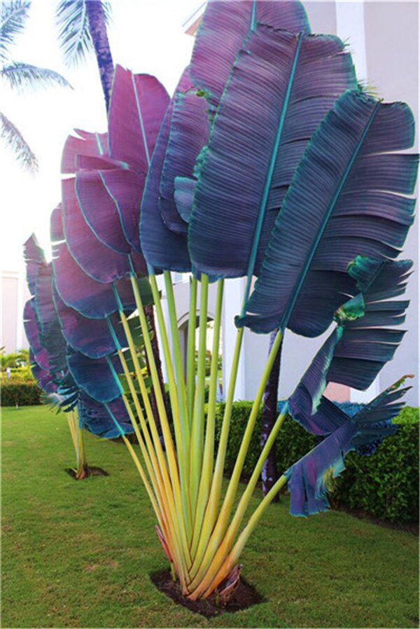 100 Pcs Purple Palm Evergreen Seeds