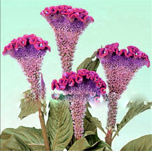 200 Pcs Cockscomb Seeds