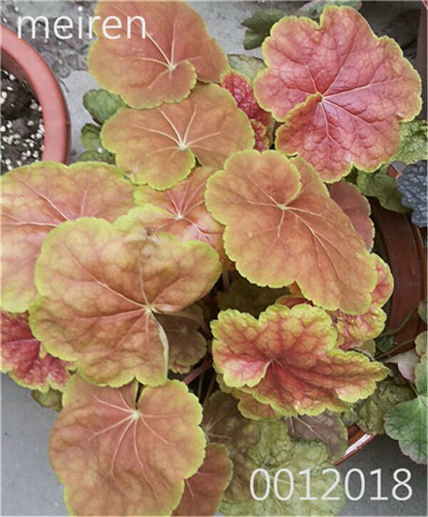 Heuchera 100 Pcs Coral Bell Flower Seeds