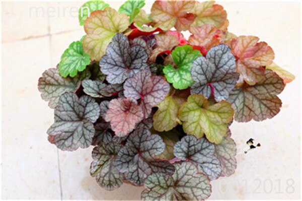 Heuchera 100 Pcs Coral Bell Flower Seeds