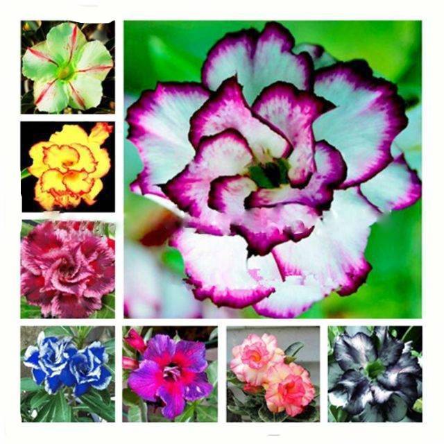 2 Pcs Exotic Adenium Desert Rose Seeds Multicolor Petals Droughttolerant Easytogrow Beautiful Indooroutdoor Decorative Flower - 1