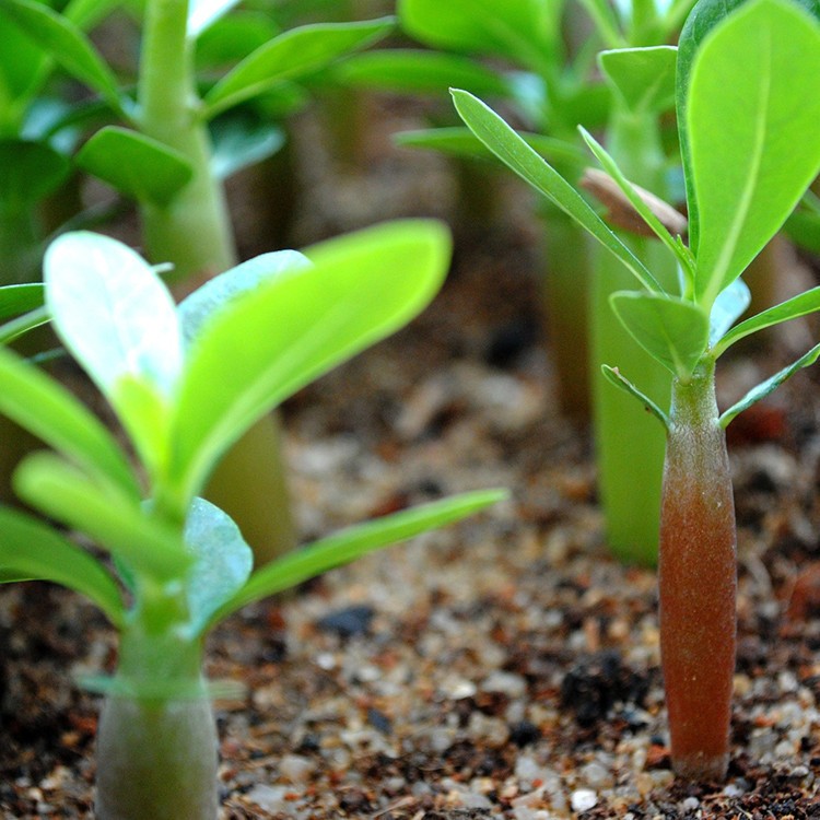 1 Pcs Blue White Side Desert Rose  Adenium Obesum Seeds