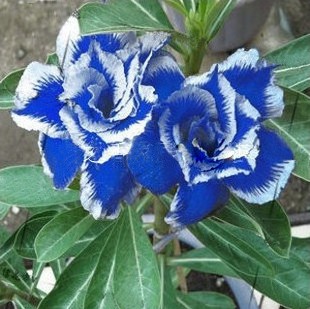 1 Pcs Blue White Side Desert Rose  Adenium Obesum Seeds