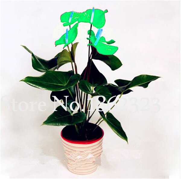 100pcs Mixed Color Anthurium Seeds