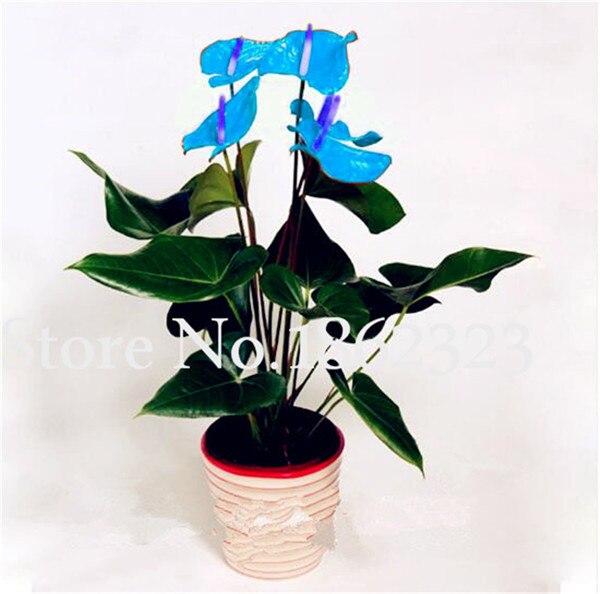 100pcs Mixed Color Anthurium Seeds