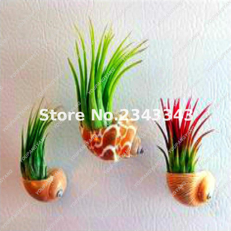 100pcs Cactus Jardin Rainbow Grass Seeds