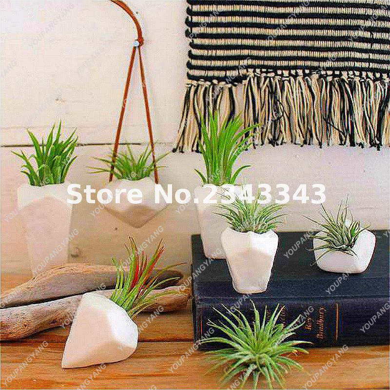 100pcs Cactus Jardin Rainbow Grass Seeds