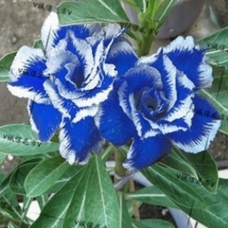 10 Pcs Blue Desert Rose Adenium Obesum Seeds