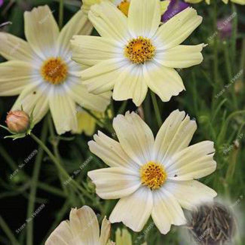 100 Pcs Cosmos Perennial Seeds