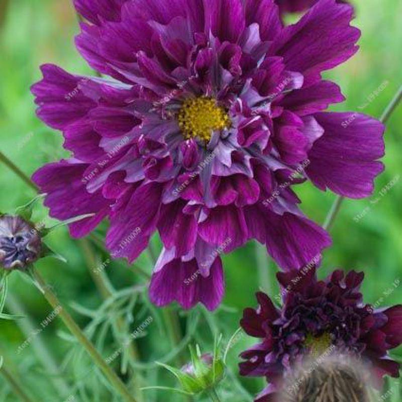 100 Pcs Cosmos Perennial Seeds