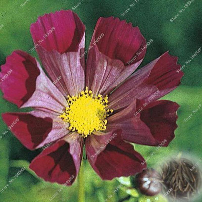 100 Pcs Cosmos Perennial Seeds