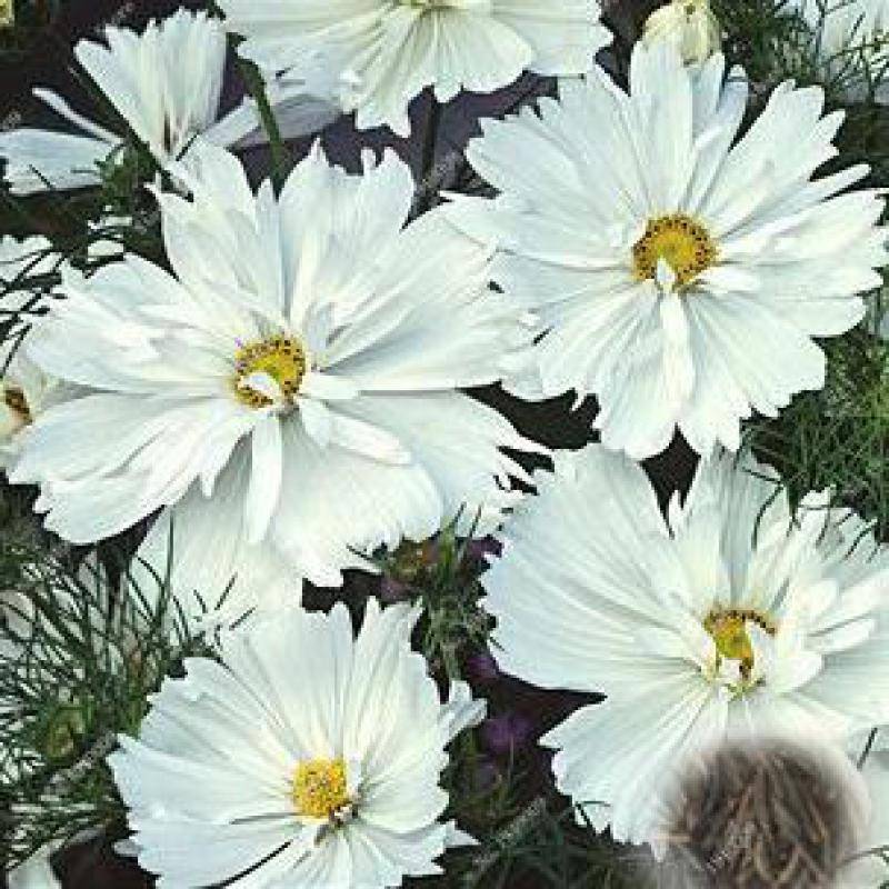 100 Pcs Cosmos Perennial Seeds