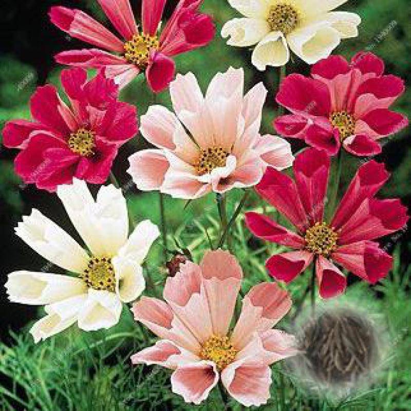 100 Pcs Cosmos Perennial Seeds