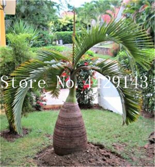 10 Pcs Mix Colors Japan Bottle Palm Tree Bonsai Exotic Tropical Ornamental Seeds