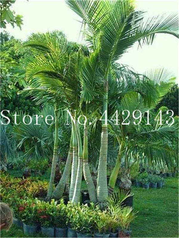 10 Pcs Mix Colors Japan Bottle Palm Tree Bonsai Exotic Tropical Ornamental Seeds