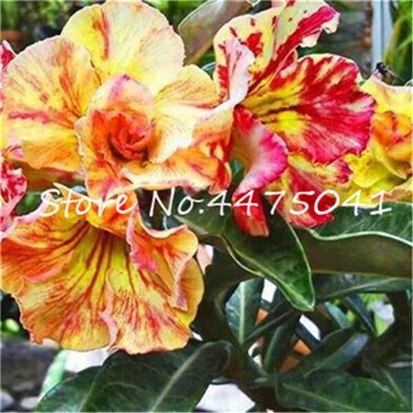 100 Adenium Obesum Desert Rose Flower Seeds