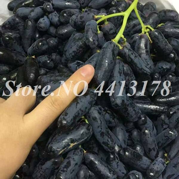 50 Pcs Bonsai Black Grape Miniature Vine  Organic Sweet Fruit  Succulent  Seeds