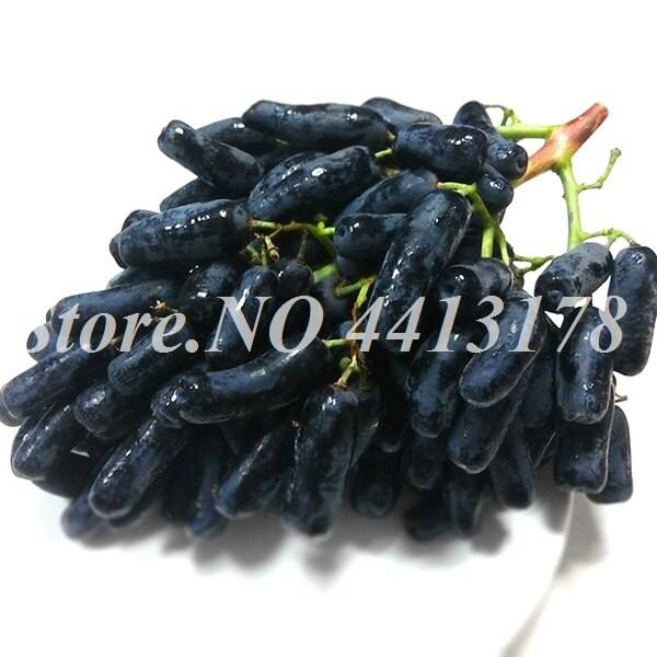 50 Pcs Bonsai Black Grape Miniature Vine  Organic Sweet Fruit  Succulent  Seeds