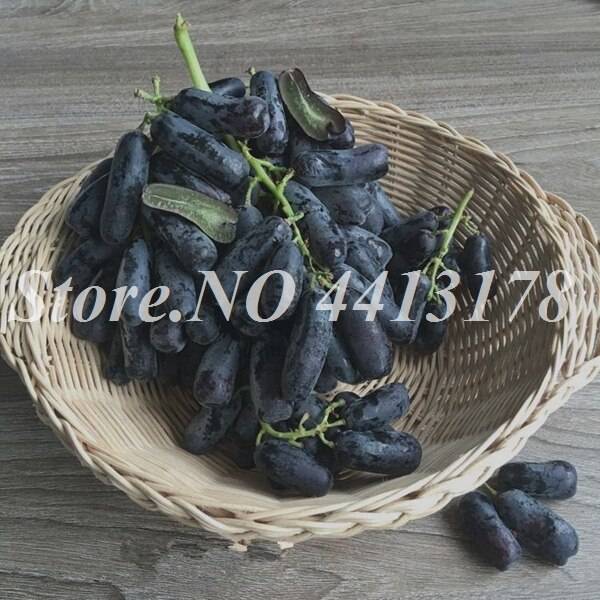 50 Pcs Bonsai Black Grape Miniature Vine  Organic Sweet Fruit  Succulent  Seeds