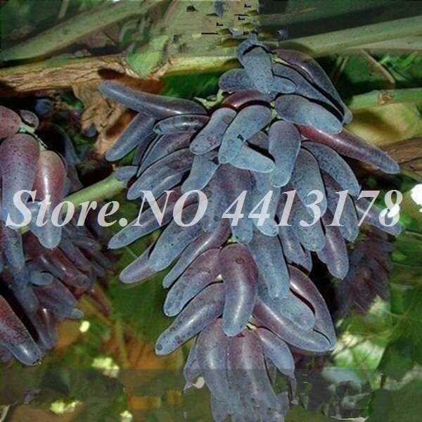 50 Pcs Bonsai Black Grape Miniature Vine  Organic Sweet Fruit  Succulent  Seeds