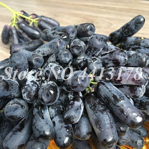 50 Pcs Bonsai Black Grape Miniature Vine  Organic Sweet Fruit  Succulent  Seeds