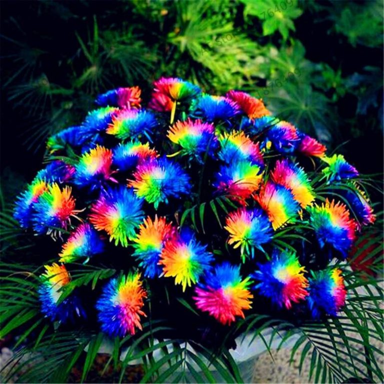 !200 Chrysanthemum Flower Bonsai Rainbow Flores Perennial Seeds