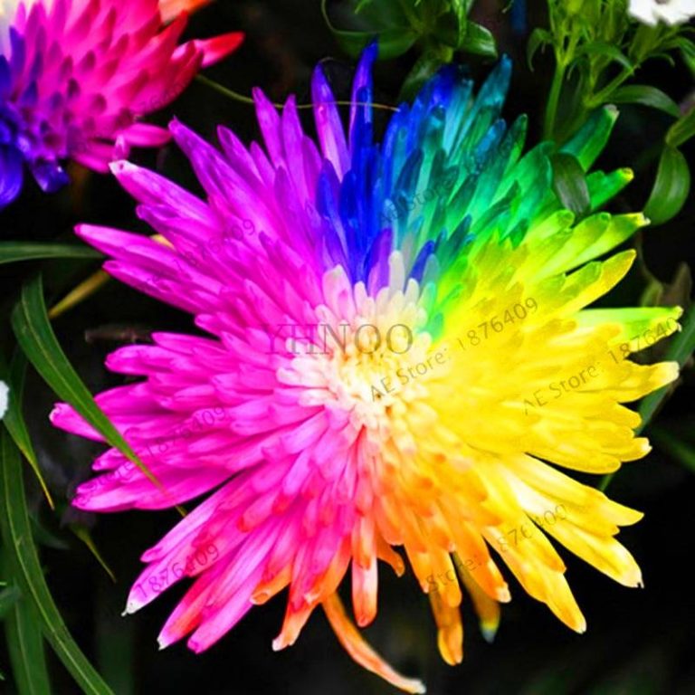 !200 Chrysanthemum Flower Bonsai Rainbow Flores Perennial Seeds