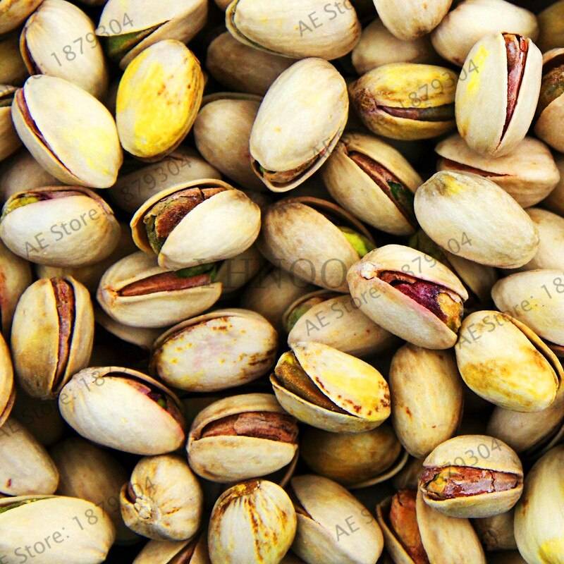 Nut Tree Pistachios  Chinese Pistacia   Fruit Flores Tropical  Bonsai 5 Seeds