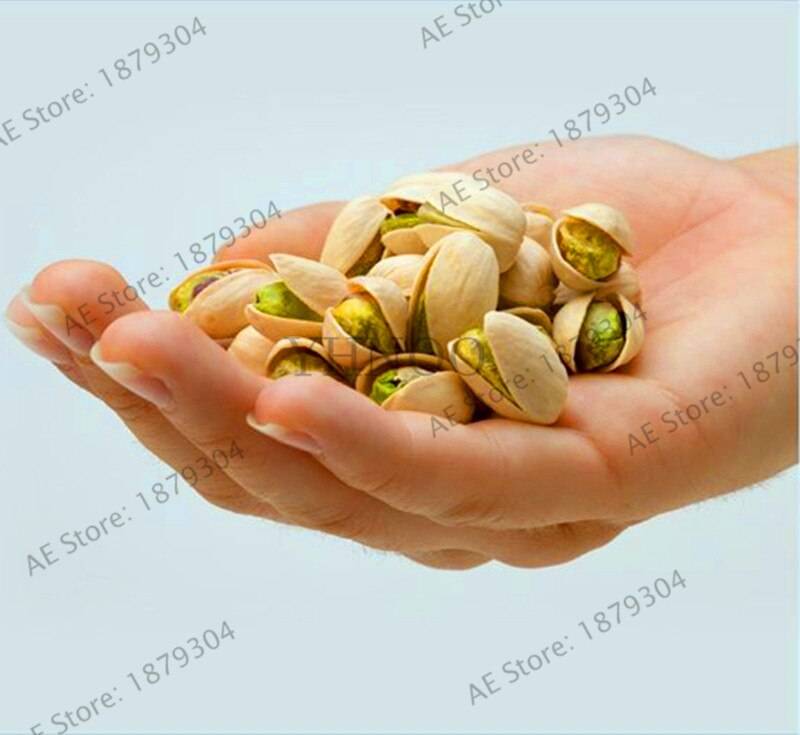 Nut Tree Pistachios  Chinese Pistacia   Fruit Flores Tropical  Bonsai 5 Seeds