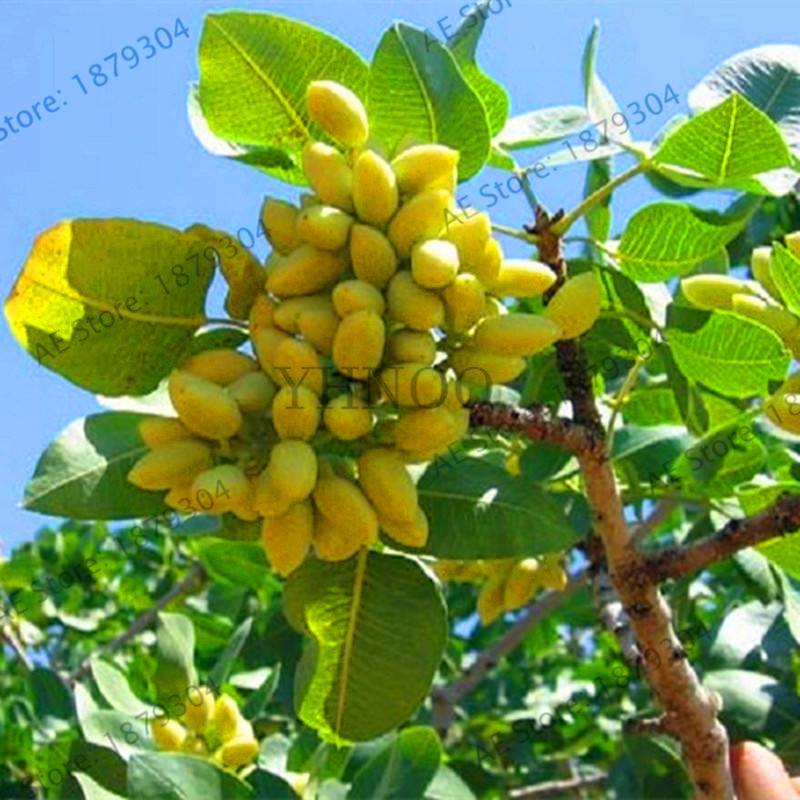 Nut Tree Pistachios  Chinese Pistacia   Fruit Flores Tropical  Bonsai 5 Seeds