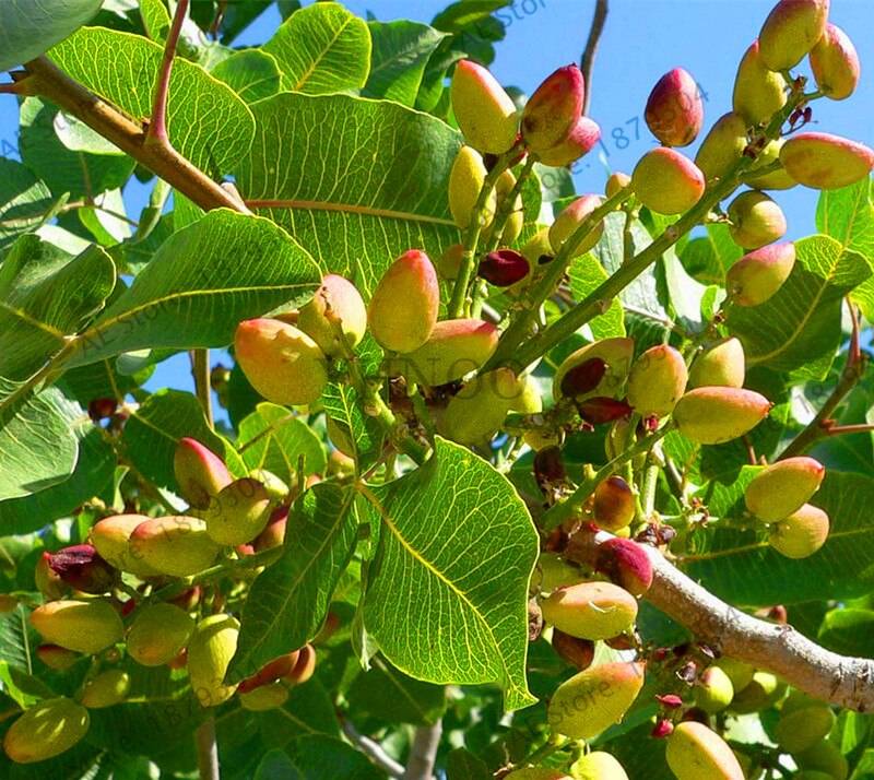 Nut Tree Pistachios  Chinese Pistacia   Fruit Flores Tropical  Bonsai 5 Seeds