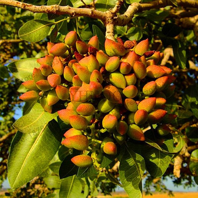 Nut Tree Pistachios  Chinese Pistacia   Fruit Flores Tropical  Bonsai 5 Seeds