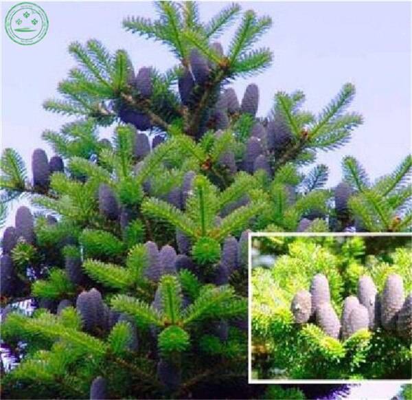 50  Korean Fir Abies Tree Flower  Bonsai Seeds