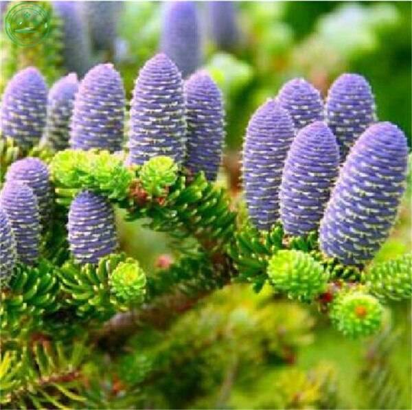 50  Korean Fir Abies Tree Flower  Bonsai Seeds