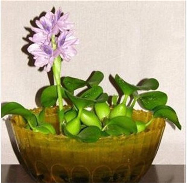 50 Bonsai Water Hyacinth Flower Live Floating Pond Aquarium Fissidens Seeds