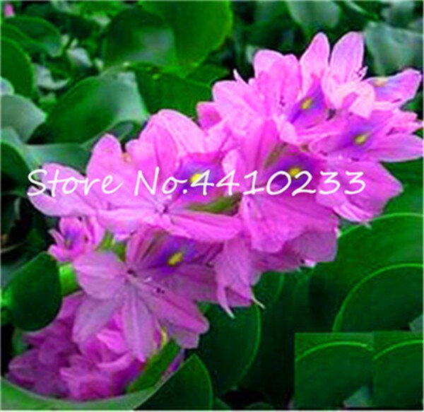 50 Bonsai Water Hyacinth Flower Live Floating Pond Aquarium Fissidens Seeds