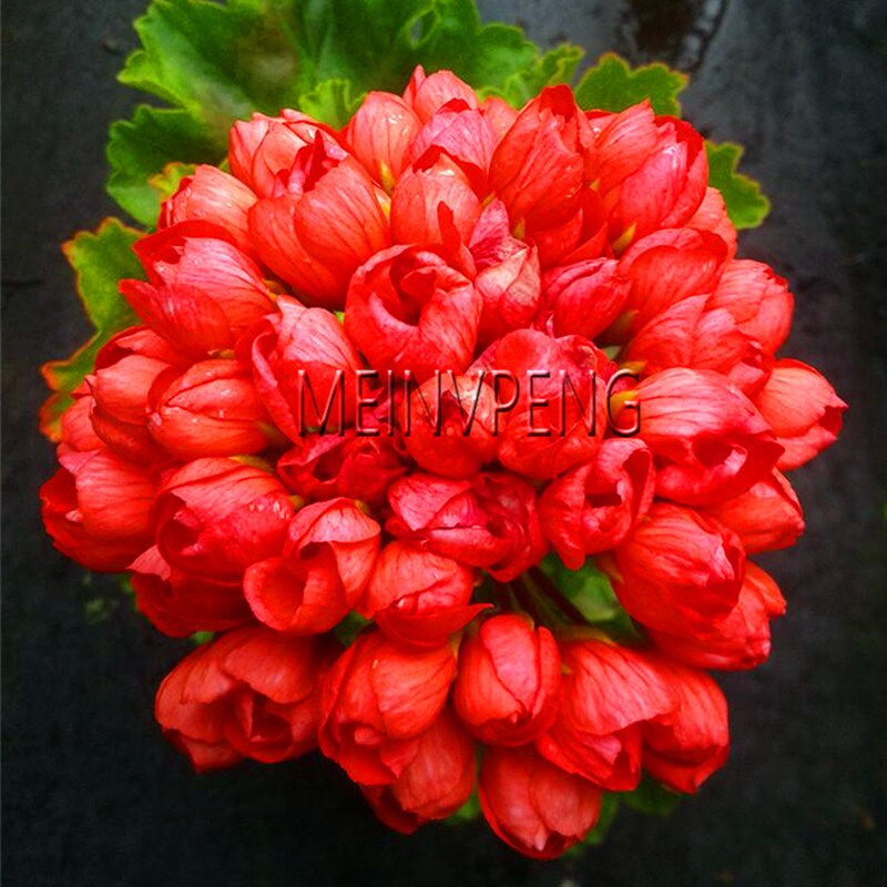 Geranium Bonsai Appleblossom Rosebud Pelargonium Perennial Flower Hardy  Seeds