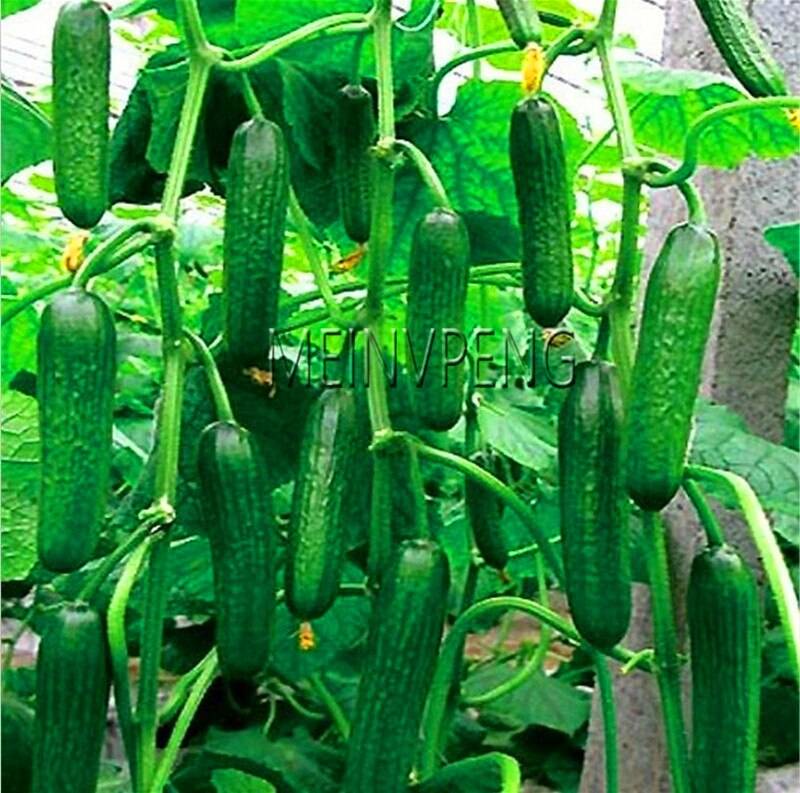 Long Cucumber Bonsaichinese Cucumb Organic Vegetable   Fruit Cucumbe Seeds