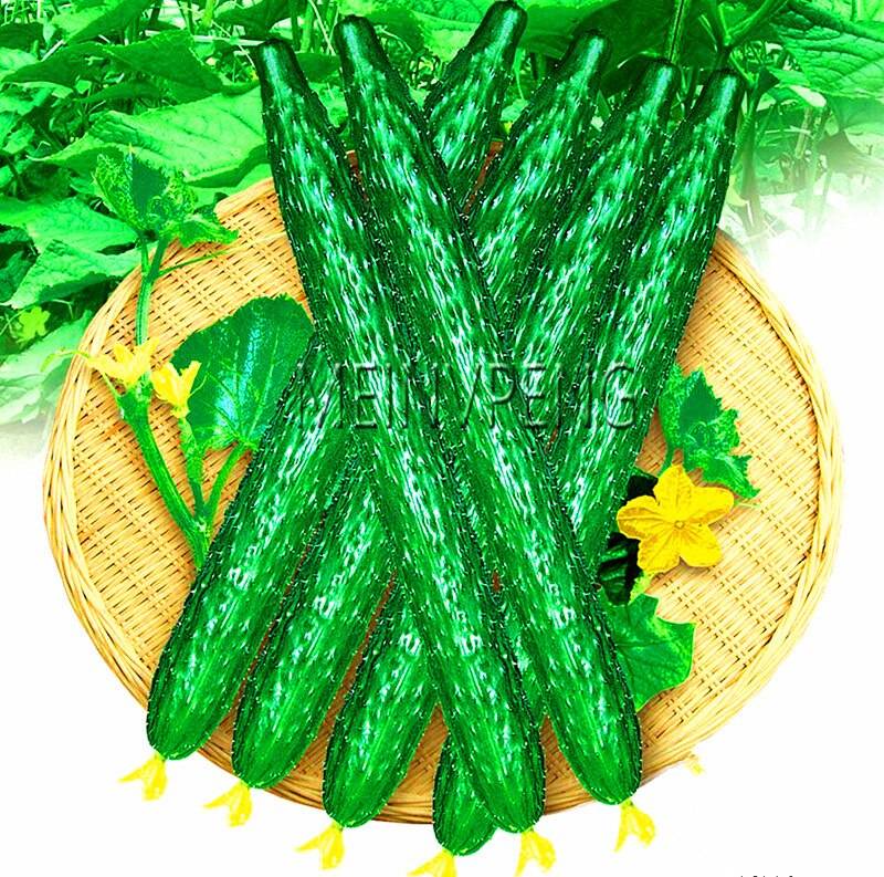 Long Cucumber Bonsaichinese Cucumb Organic Vegetable   Fruit Cucumbe Seeds